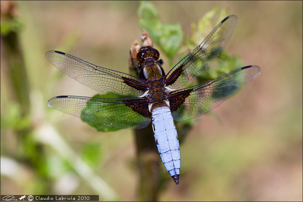 Libellula depressa - femmina androcroma in deposizione