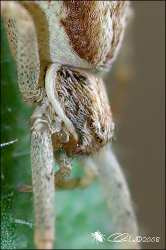 Philodromus sp.