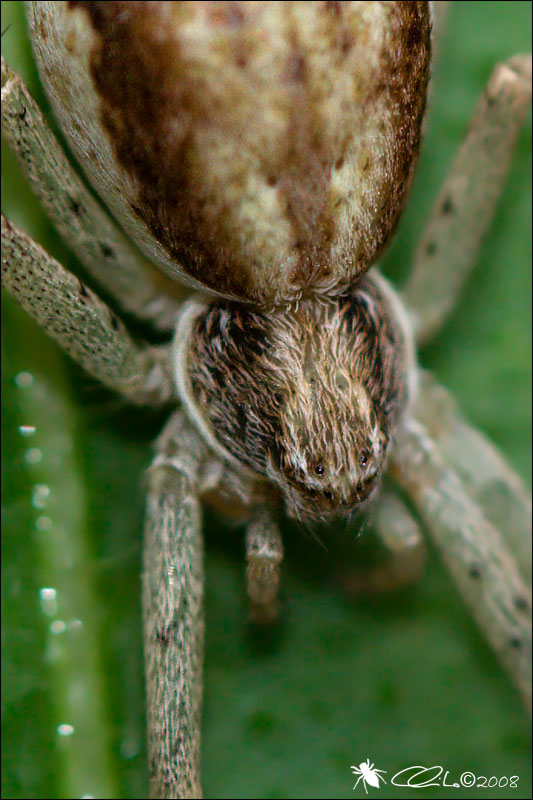 Philodromus sp.