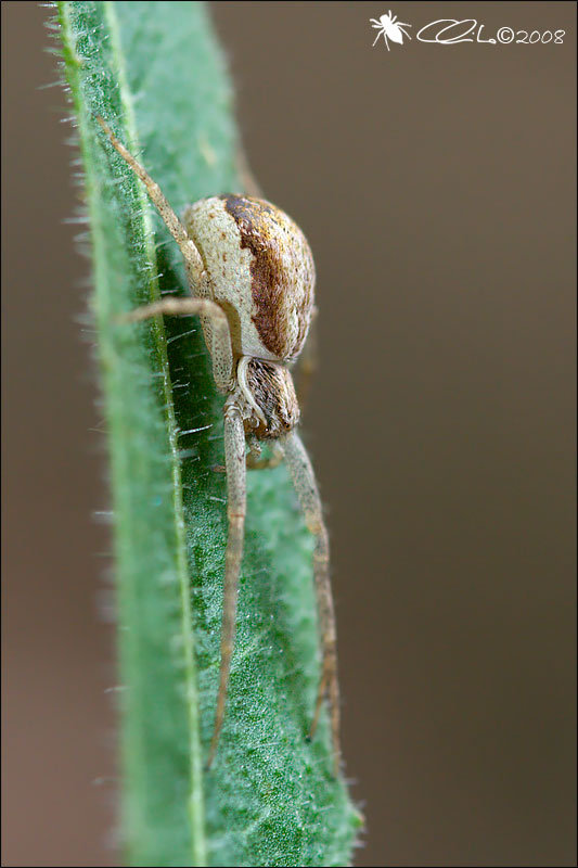 Philodromus sp.