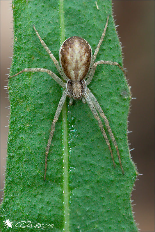 Philodromus sp.