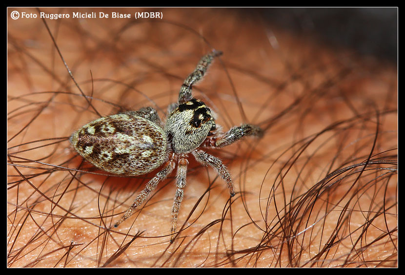 Eris nidicolens (Femmina) - Salticidae