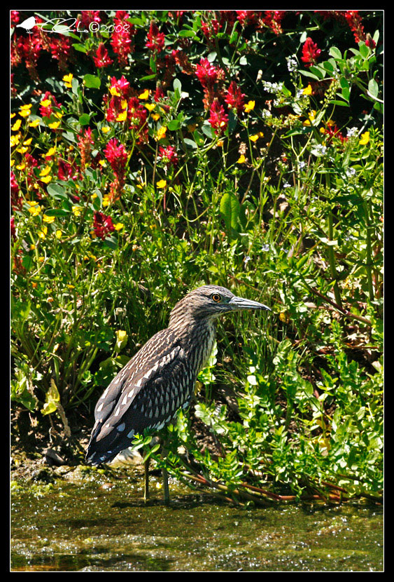 Nycticorax nycticorax - Nitticora