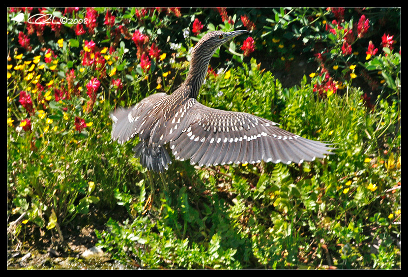 Nycticorax nycticorax - Nitticora