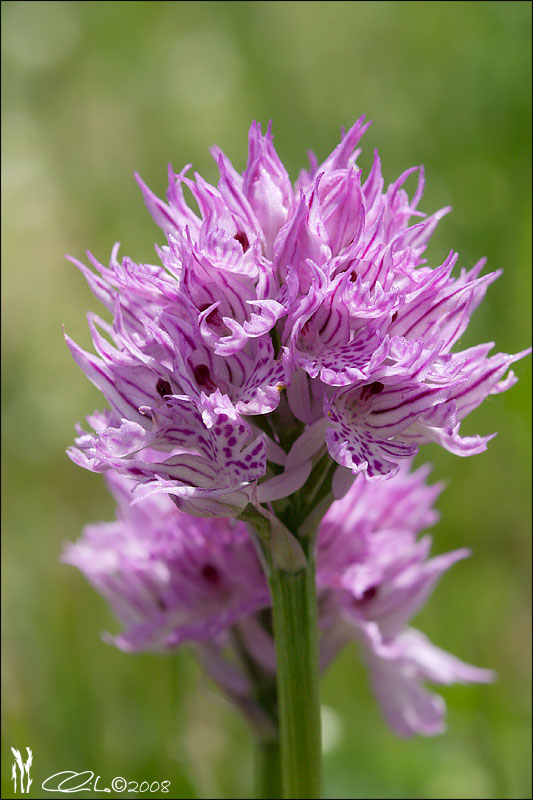 Orchis sp.