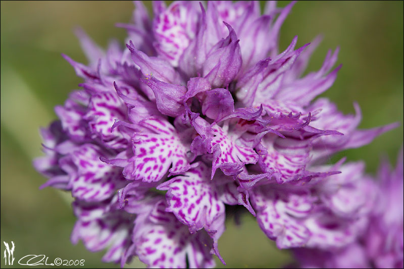 Orchis sp.