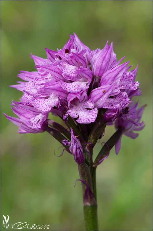 Orchis sp.