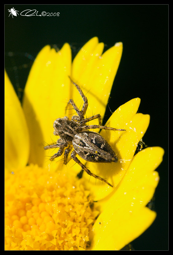 Oxyopes sp. - Oxyopidae