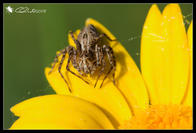 Oxyopes sp. - Oxyopidae