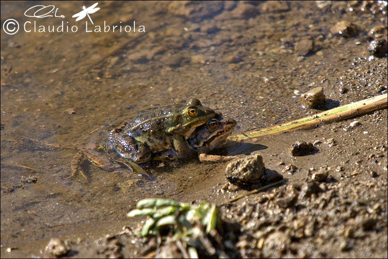 Pelophylax sp. (Rana verde)