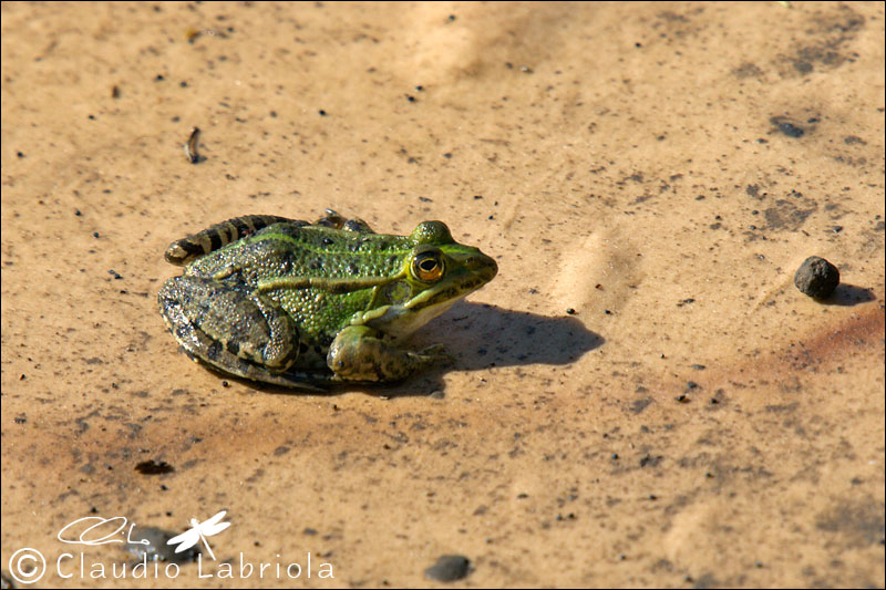 Pelophylax sp. (Rana verde)