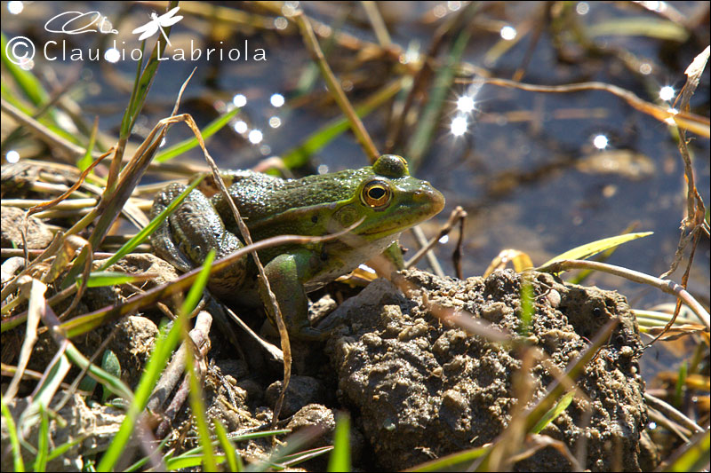 Pelophylax sp. (Rana verde)