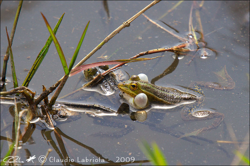 Pelophylax sp. (Rana verde)