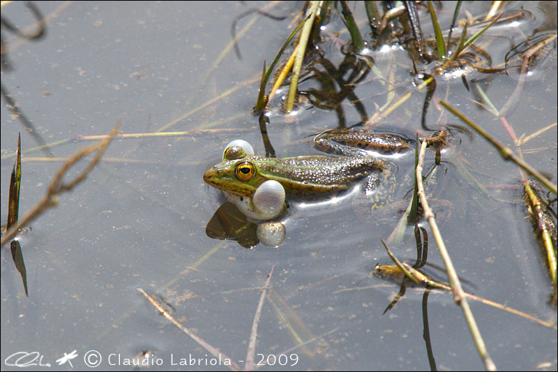 Pelophylax sp. (Rana verde)