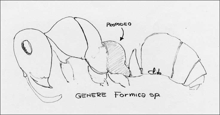 Lasius sp. e diangosi diff.  fra i generi Lasius e Formica.