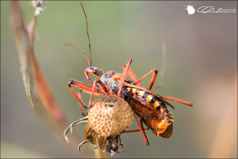 Rhynocoris erythropus (Accoppiamento) - Reduviidae