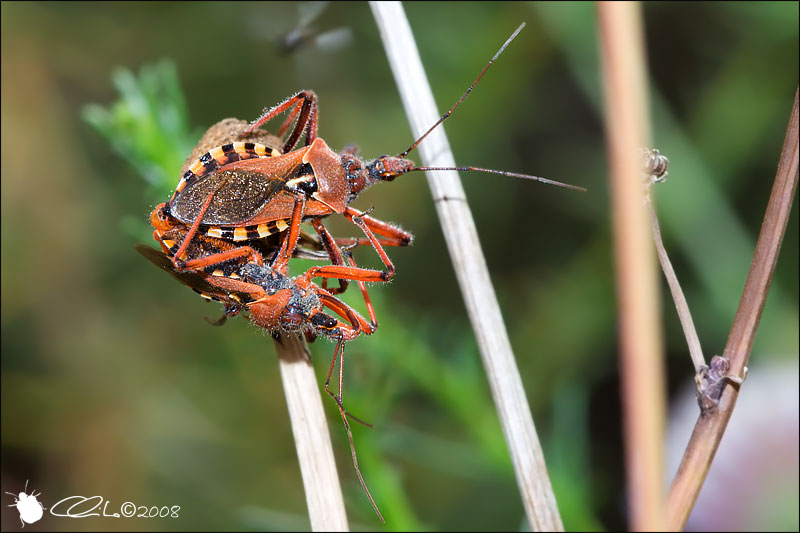 Rhynocoris erythropus (Accoppiamento) - Reduviidae