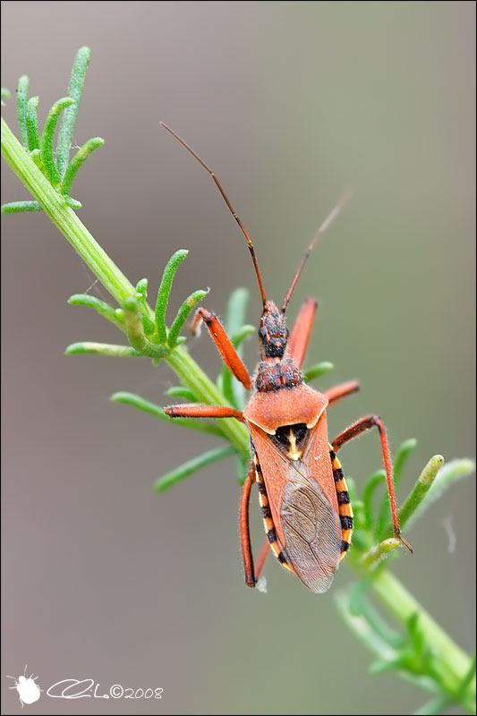 Rhynocoris erythropus (Accoppiamento) - Reduviidae