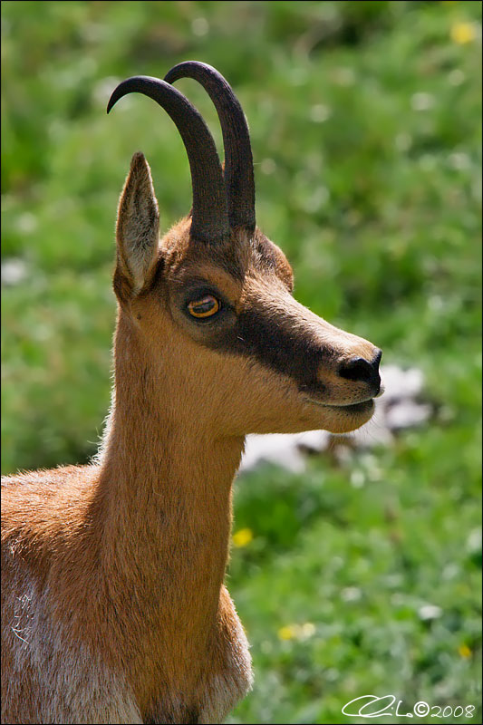 Camoscio d''Abruzzo Rupicapra pyrenaica ornata