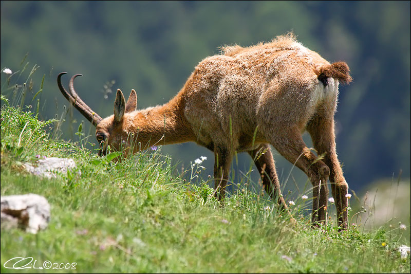 Camoscio d''Abruzzo Rupicapra pyrenaica ornata