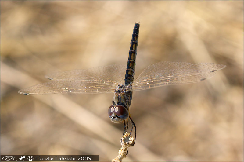 Selysiothemis nigra