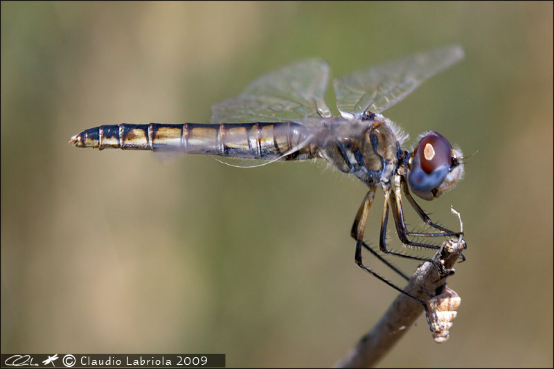 Selysiothemis nigra