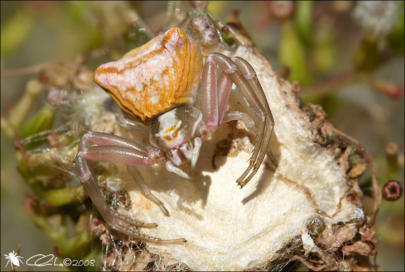 Thomisus onustus - Thomisidae - Particolare curioso