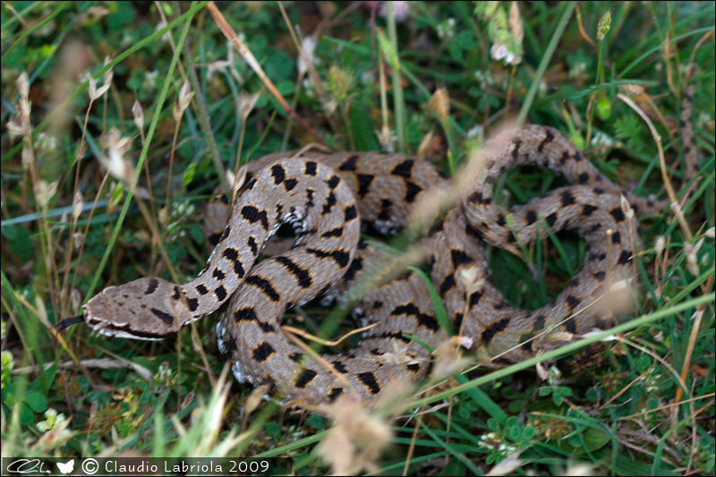 Vipera aspis francisciredi