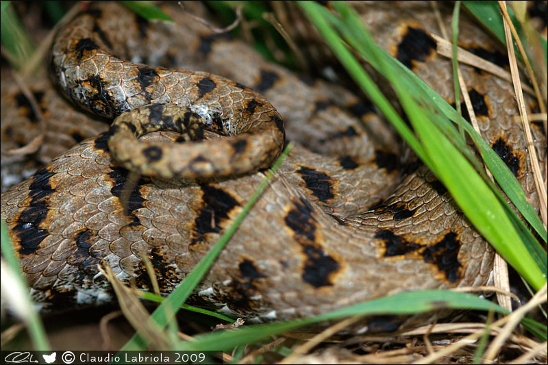 Vipera aspis francisciredi