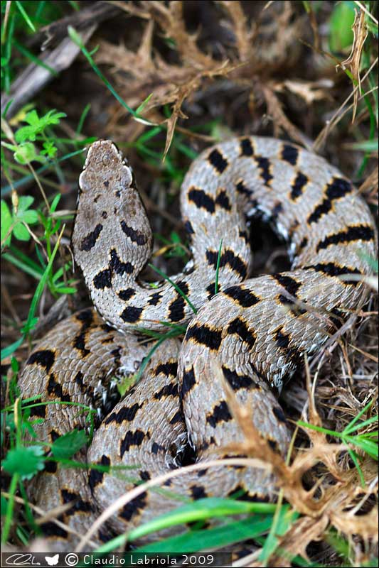 Vipera aspis francisciredi