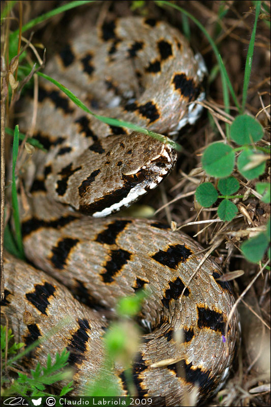 Vipera aspis francisciredi