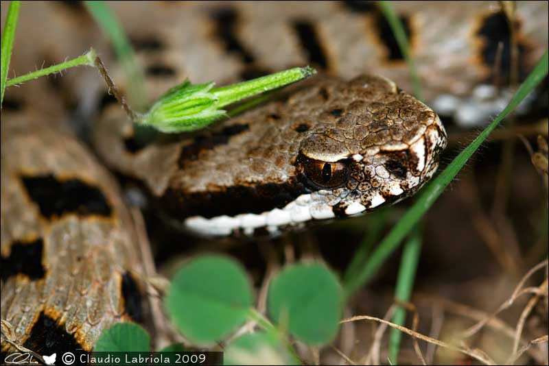 Vipera aspis francisciredi