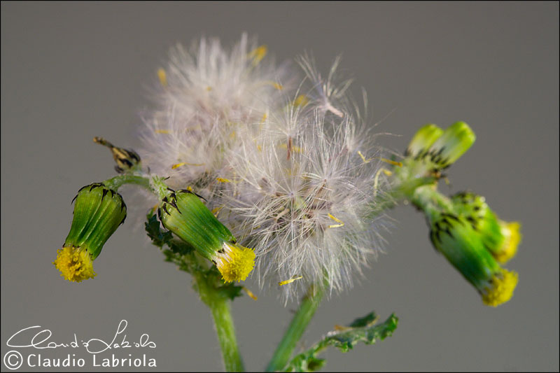 Senecio vulgaris / Senecione comune