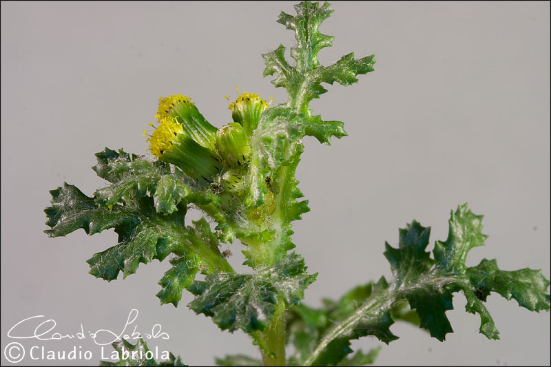 Senecio vulgaris / Senecione comune