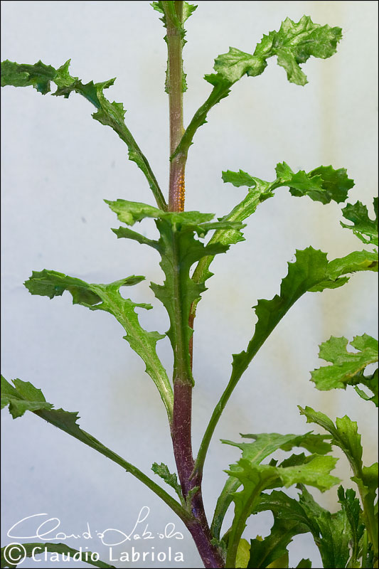 Senecio vulgaris / Senecione comune