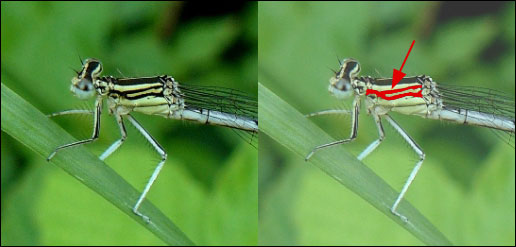 Coenagrion sp.? - No, Platycnemis pennipes