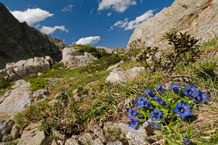 Gentiana acaulis