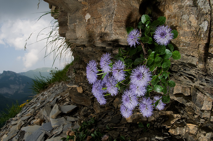 Globularia incanescens