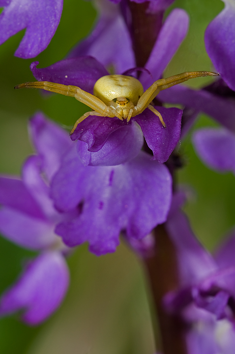 Misumena vatia