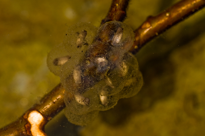 Larva di Bombina pachypus? - di Rana italica