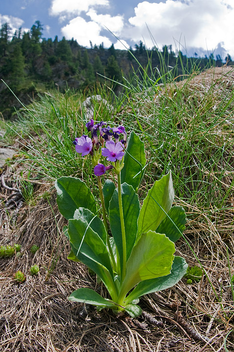 Primula latifolia  subsp. graveolens