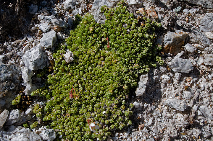 Saxifraga bryoides