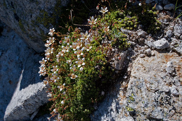 Saxifraga bryoides