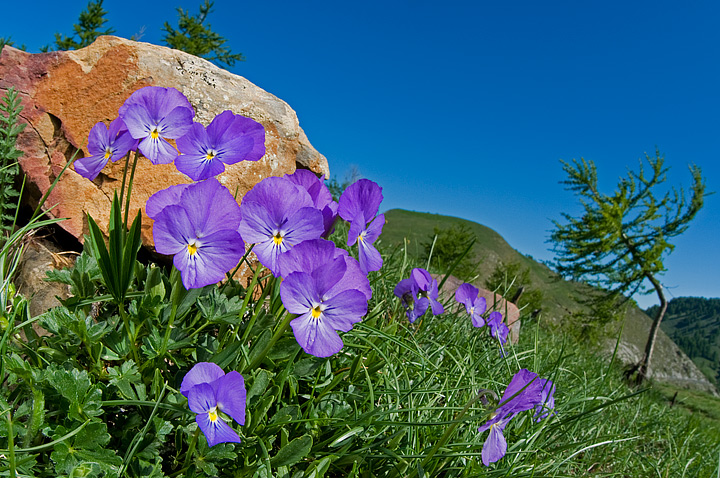 Viola calcarata L. s.l.