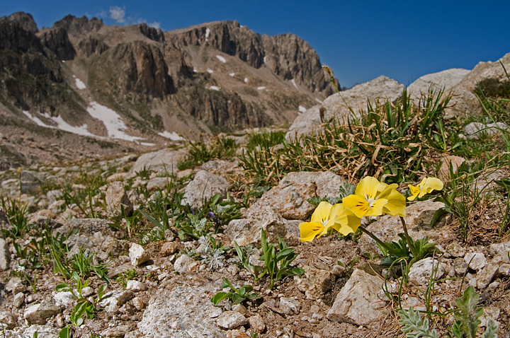 Viola su Marittime II - Viola calcarata  s.l.