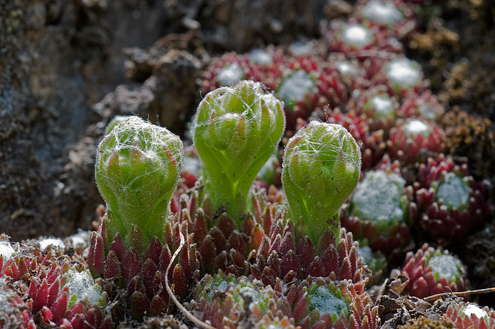 Sempervivum arachnoideum / Semprevivo ragnateloso