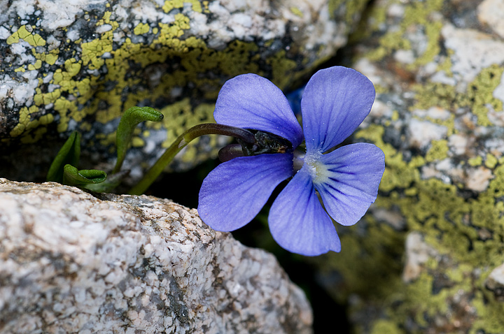 Viola argentera