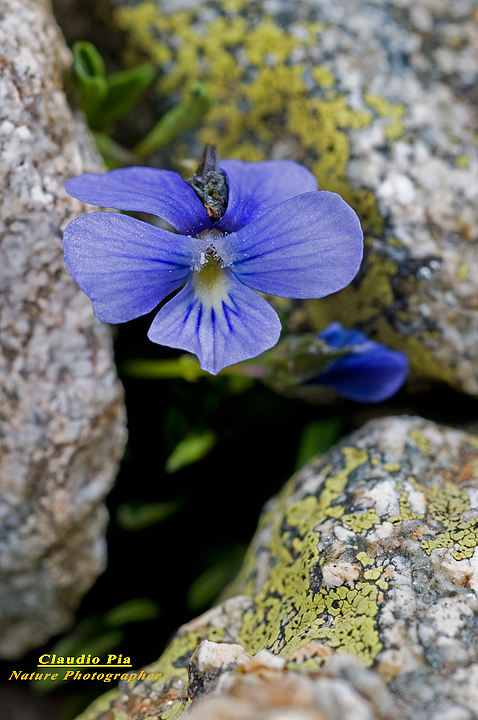 Viola argentera