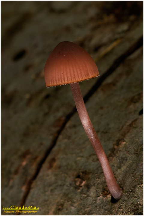 Mycena haematopus  ???