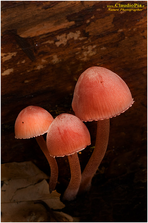 Mycena haematopus  ???